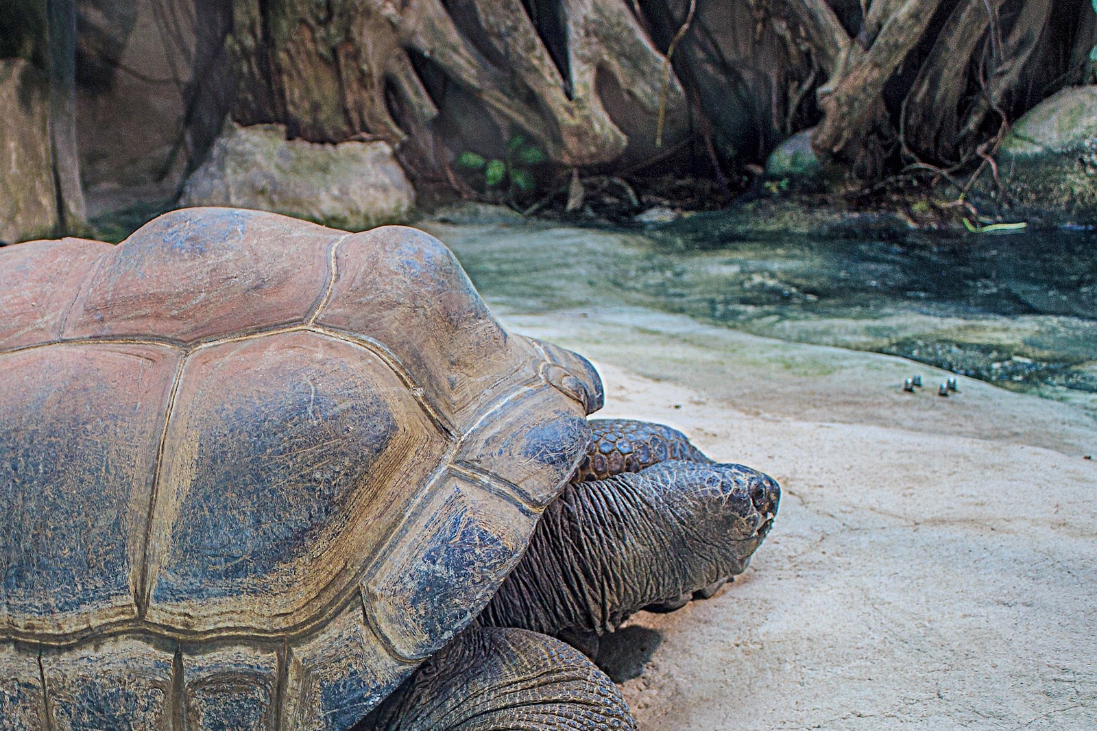 لاک پشت های غول پیکر - Giant tortoises