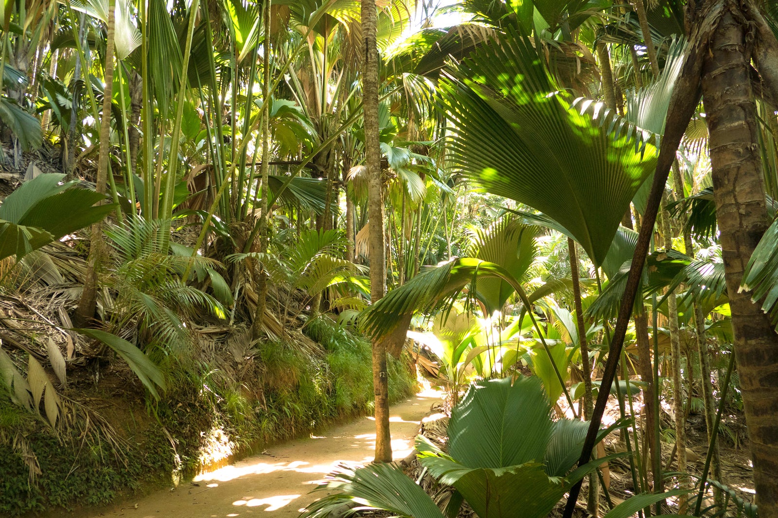 Vallee de Mai در Praslin - Vallée de Mai on Praslin