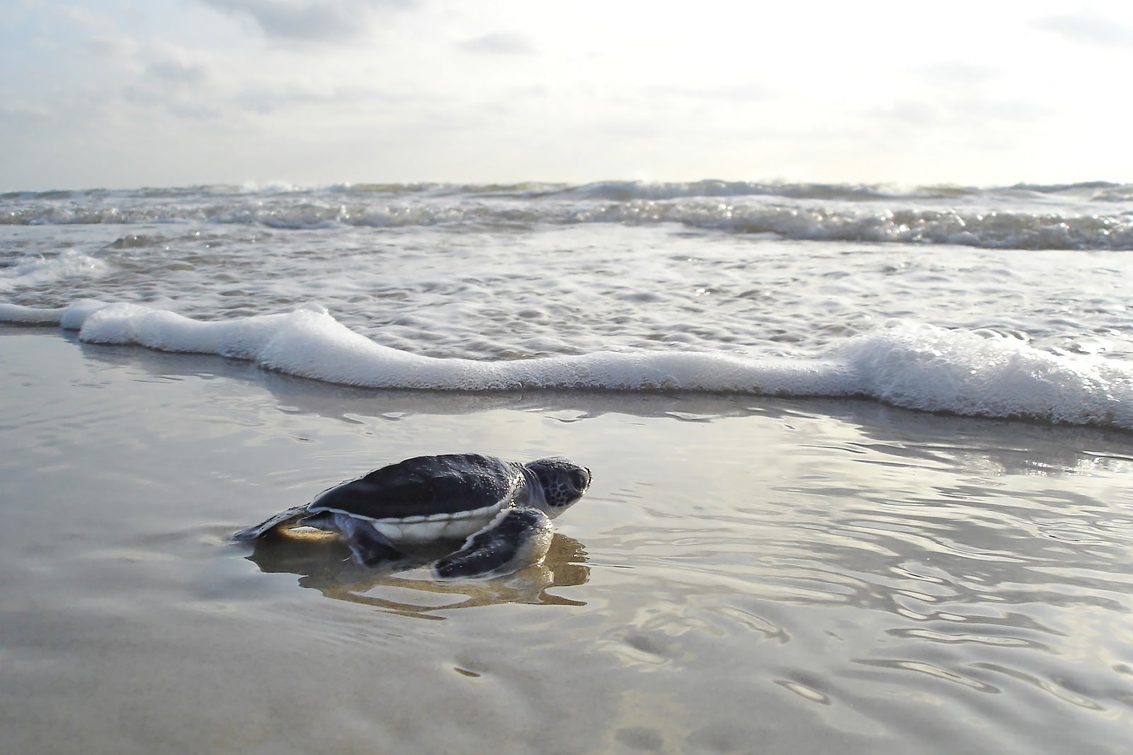 لاک‌پشت‌های دریایی Hawksbill را تماشا کنید که وارد دریا می‌شوند - Watch baby Hawksbill sea turtles venture into the sea