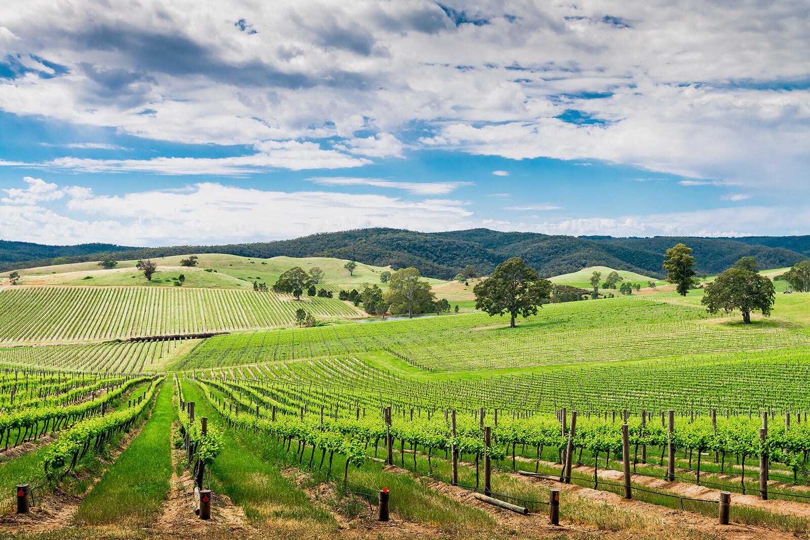 دره باروسا - Barossa Valley