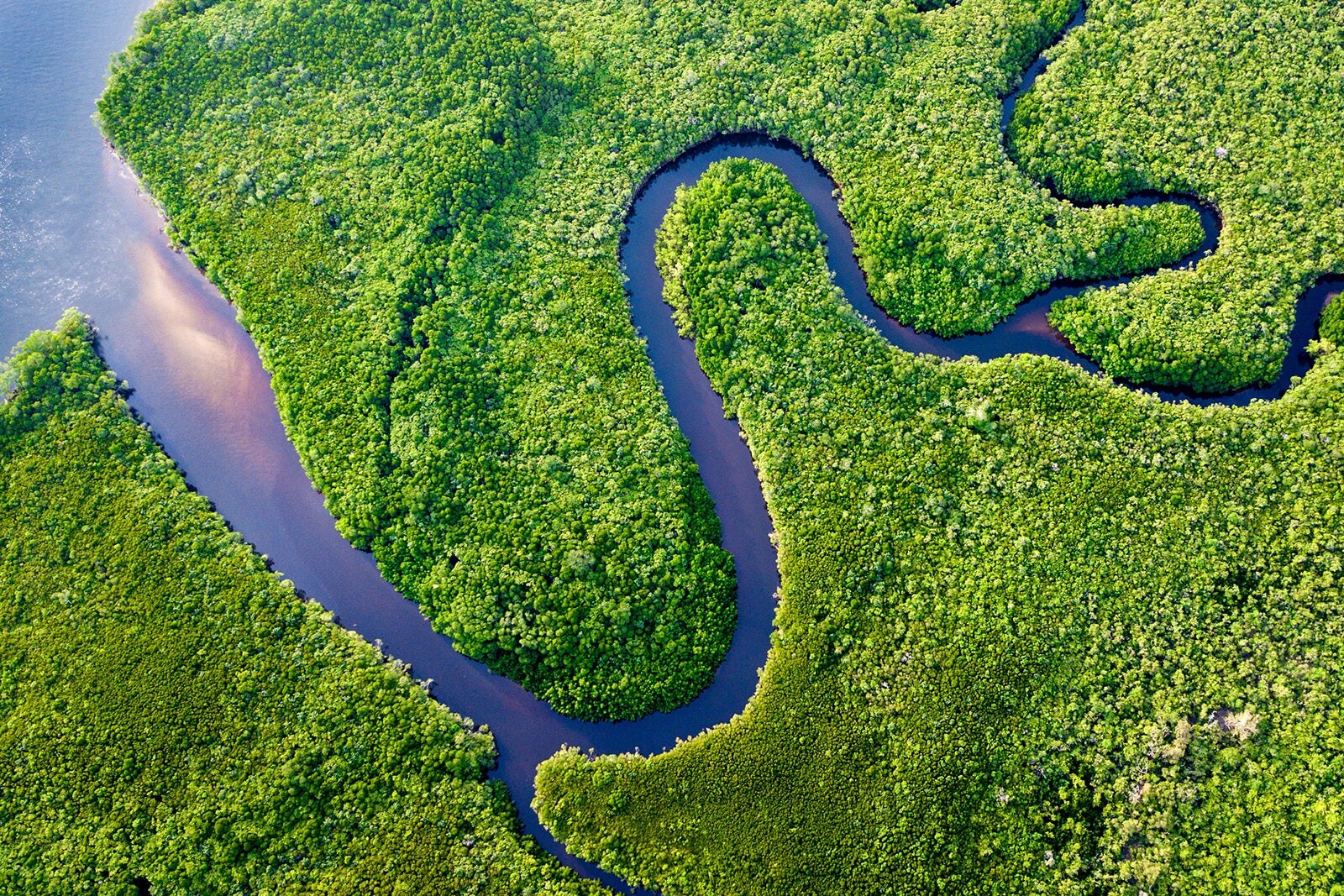 جنگل بارانی داینتری - Daintree Rainforest