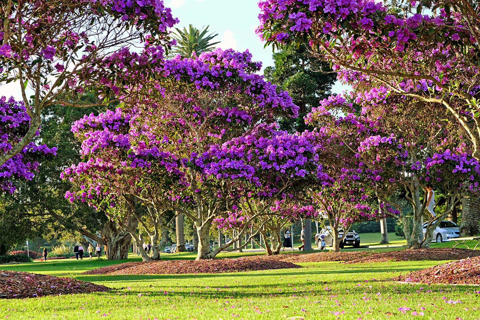 پارک صد ساله - Centennial Park