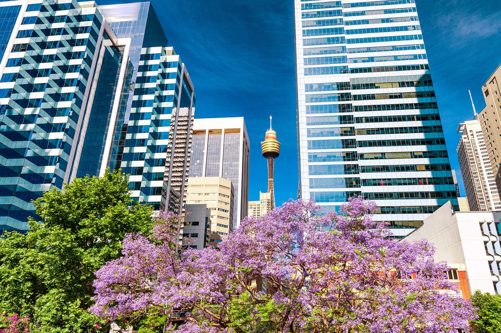 چشم برج سیدنی - Sydney Tower Eye