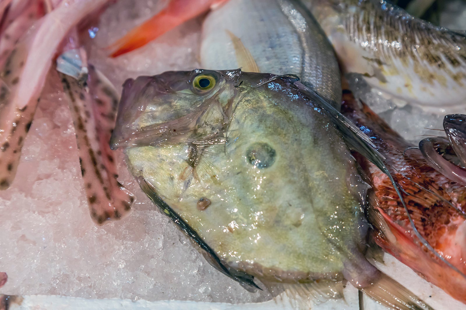 جان دوری - John Dory