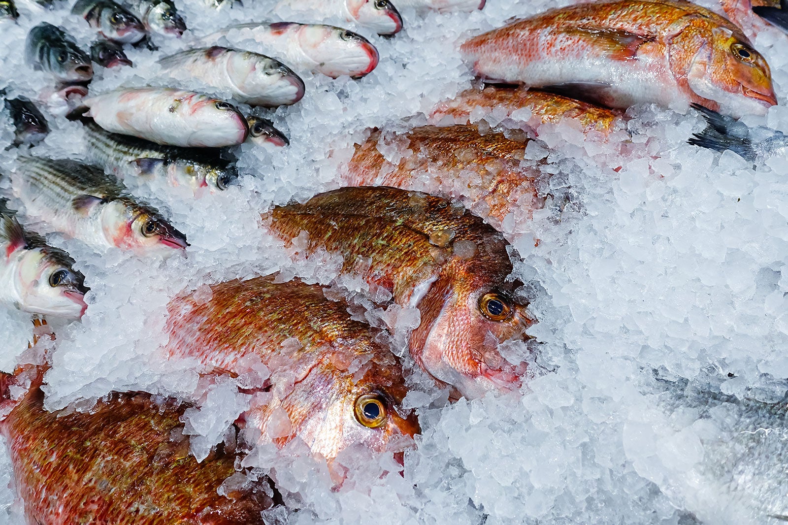 بازار ماهی سیدنی - Sydney Fish Market