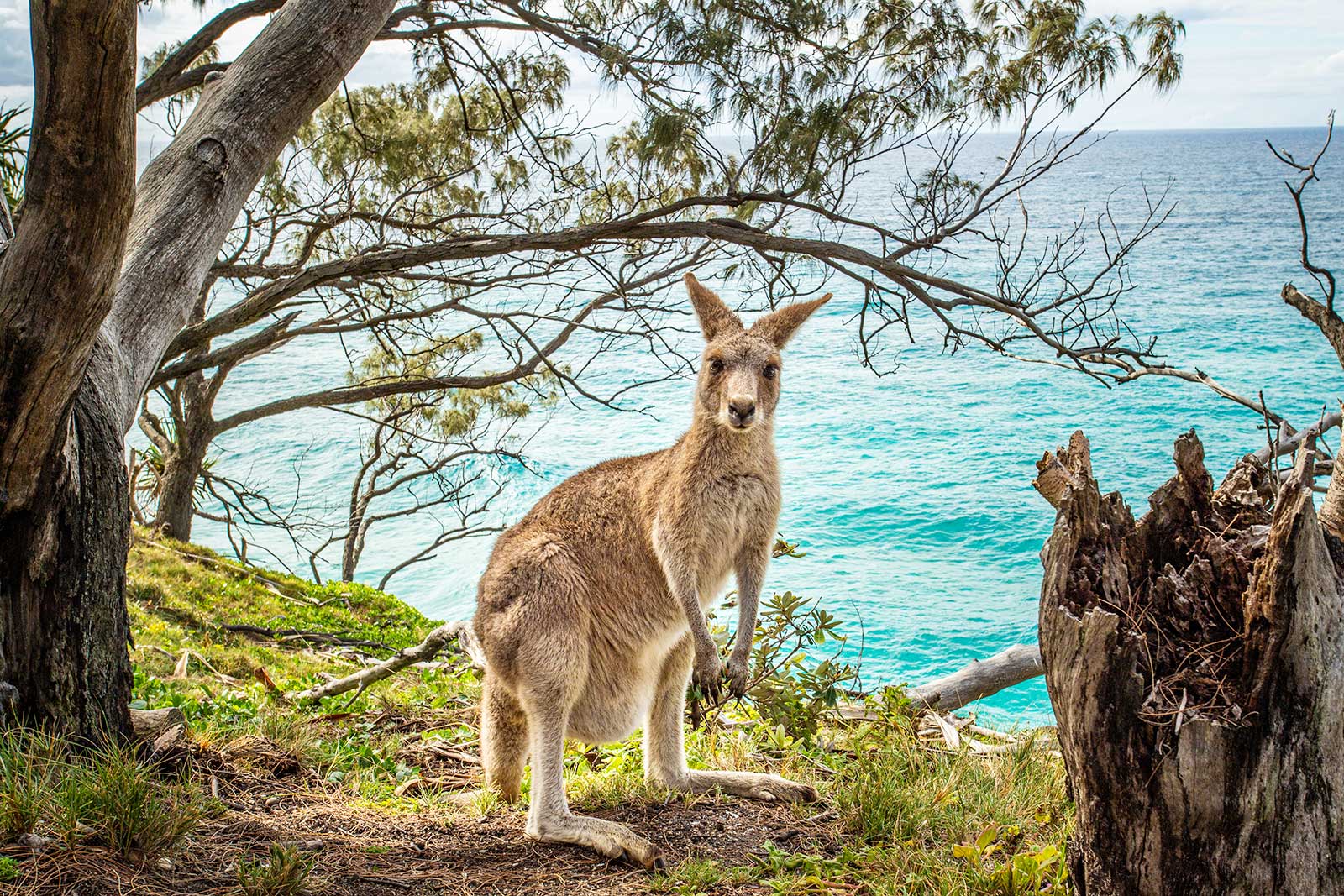 جزیره استرادبروک شمالی - North Stradbroke Island