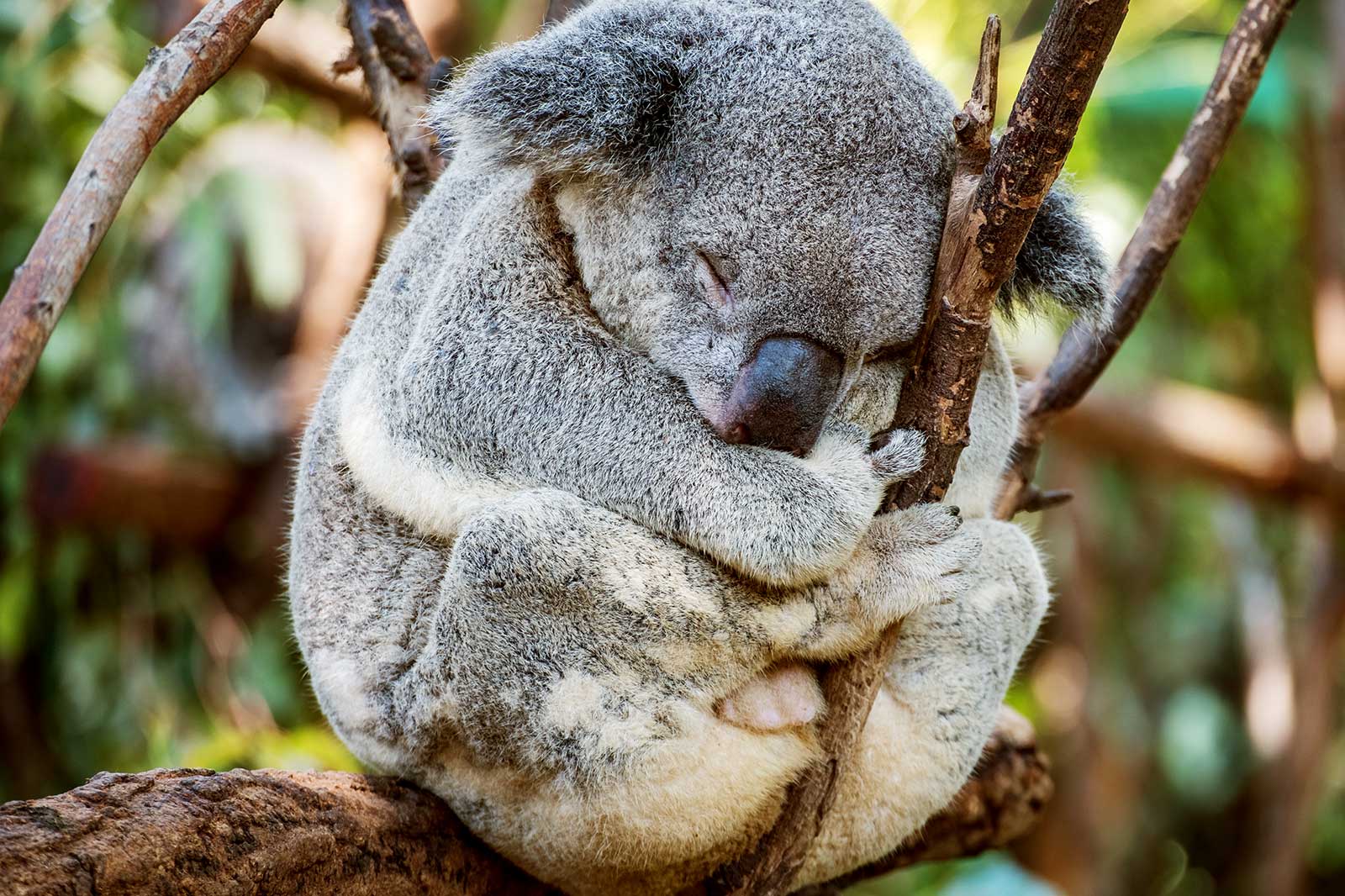 پناهگاه حیات وحش کورومبین - Currumbin Wildlife Sanctuary