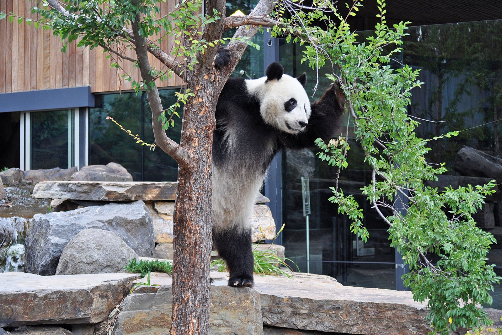 باغ وحش آدلاید - Adelaide Zoo