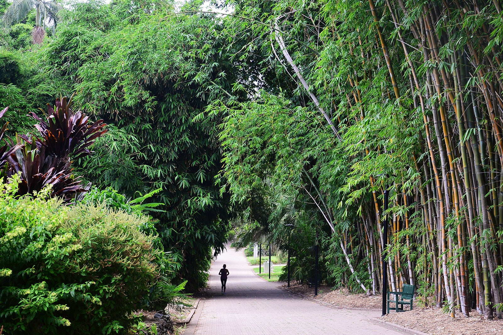 باغ گیاه شناسی شهر بریزبن - Brisbane City Botanic Gardens