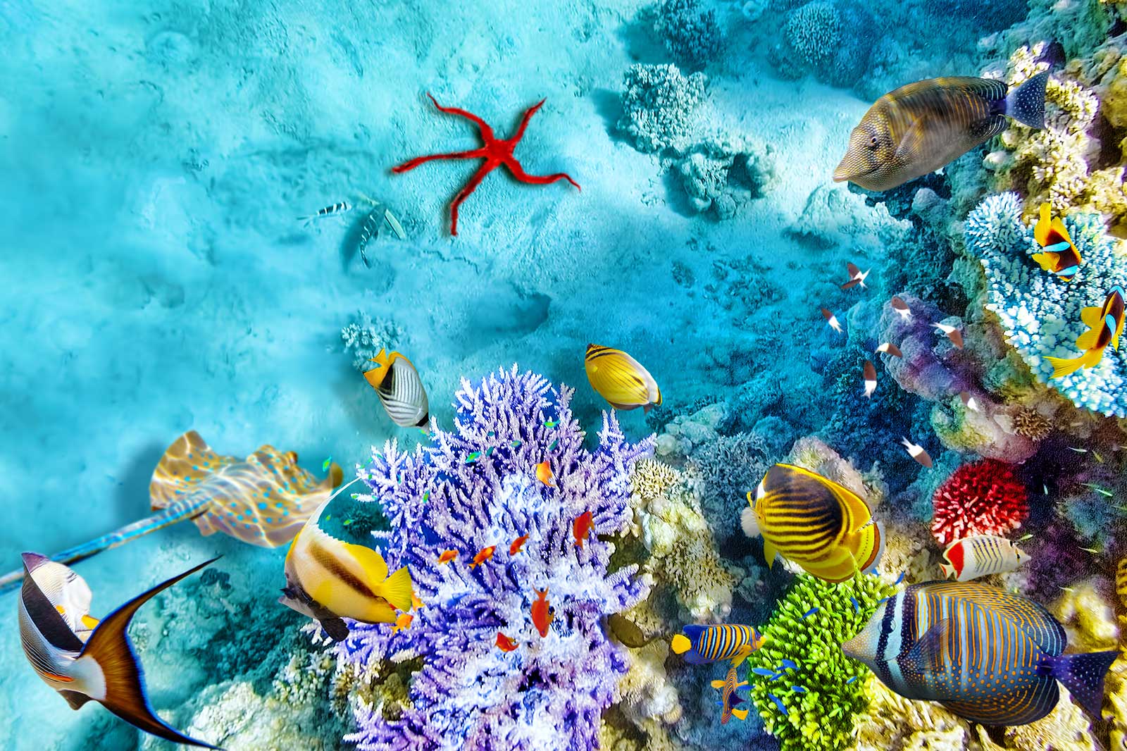 دیواره مرجانی بزرگ - Great Barrier Reef