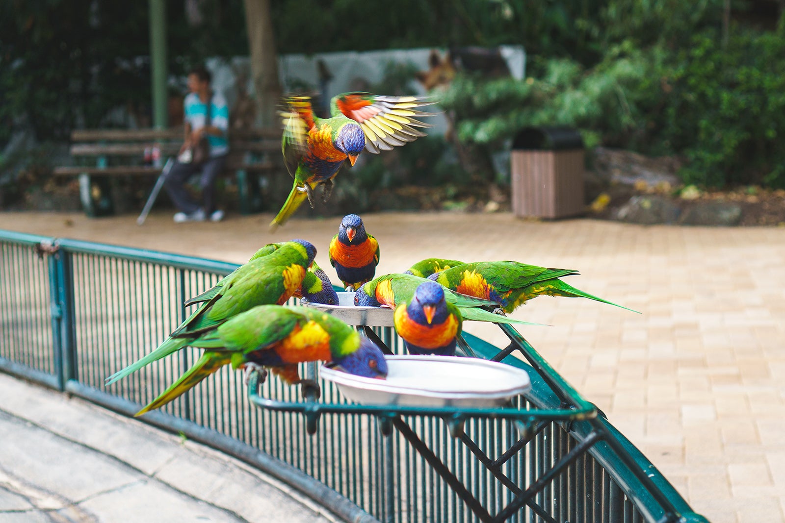 پناهگاه حیات وحش کورومبین - Currumbin Wildlife Sanctuary