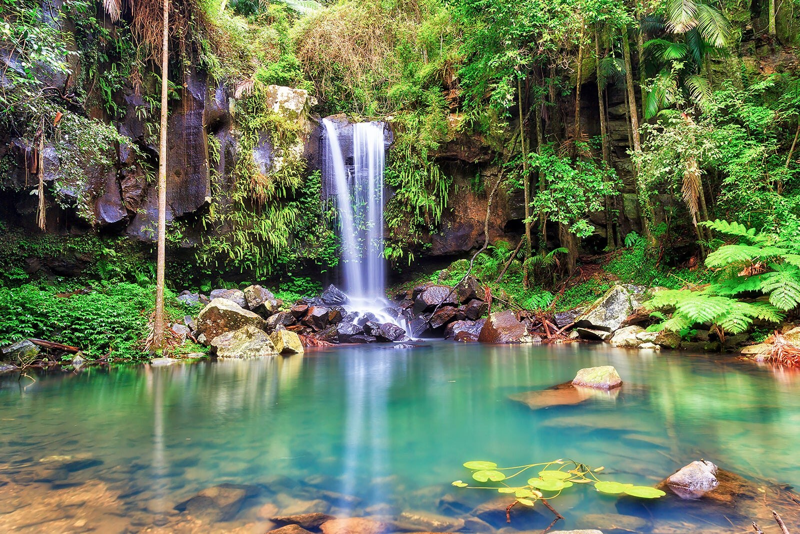 پارک ملی تامبورین - Tamborine National Park