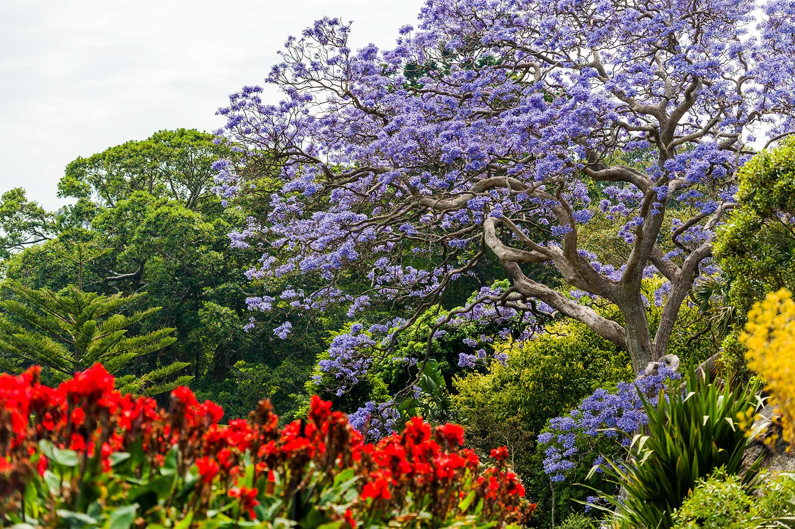 باغ گیاه شناسی سلطنتی - Royal Botanic Garden