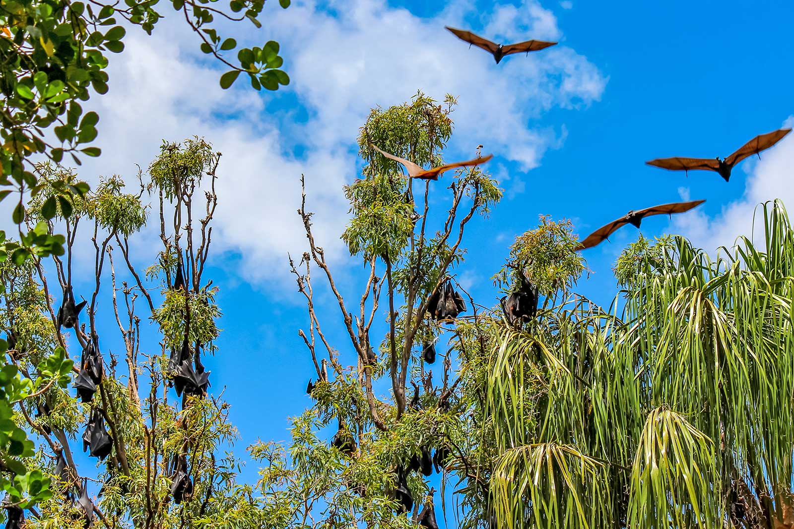 خفاش ها در باغ گیاه شناسی سیدنی - The bats in Sydney Botanical Gardens