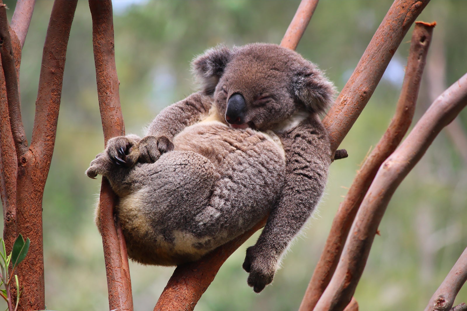 باغ وحش ملبورن - Melbourne Zoo