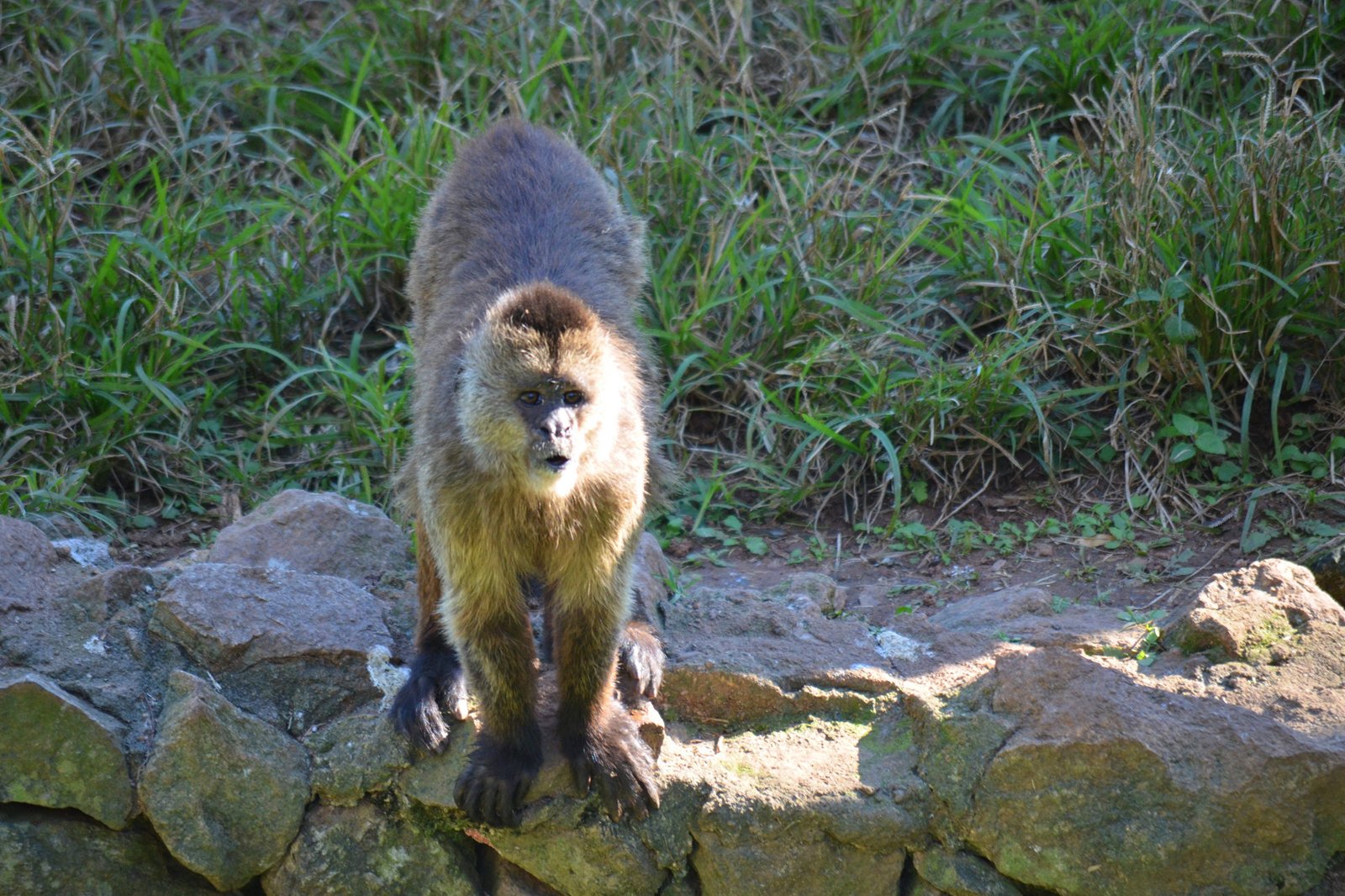 از باغ وحش سائوپائولو دیدن کنید - Visit the Sao Paulo Zoo