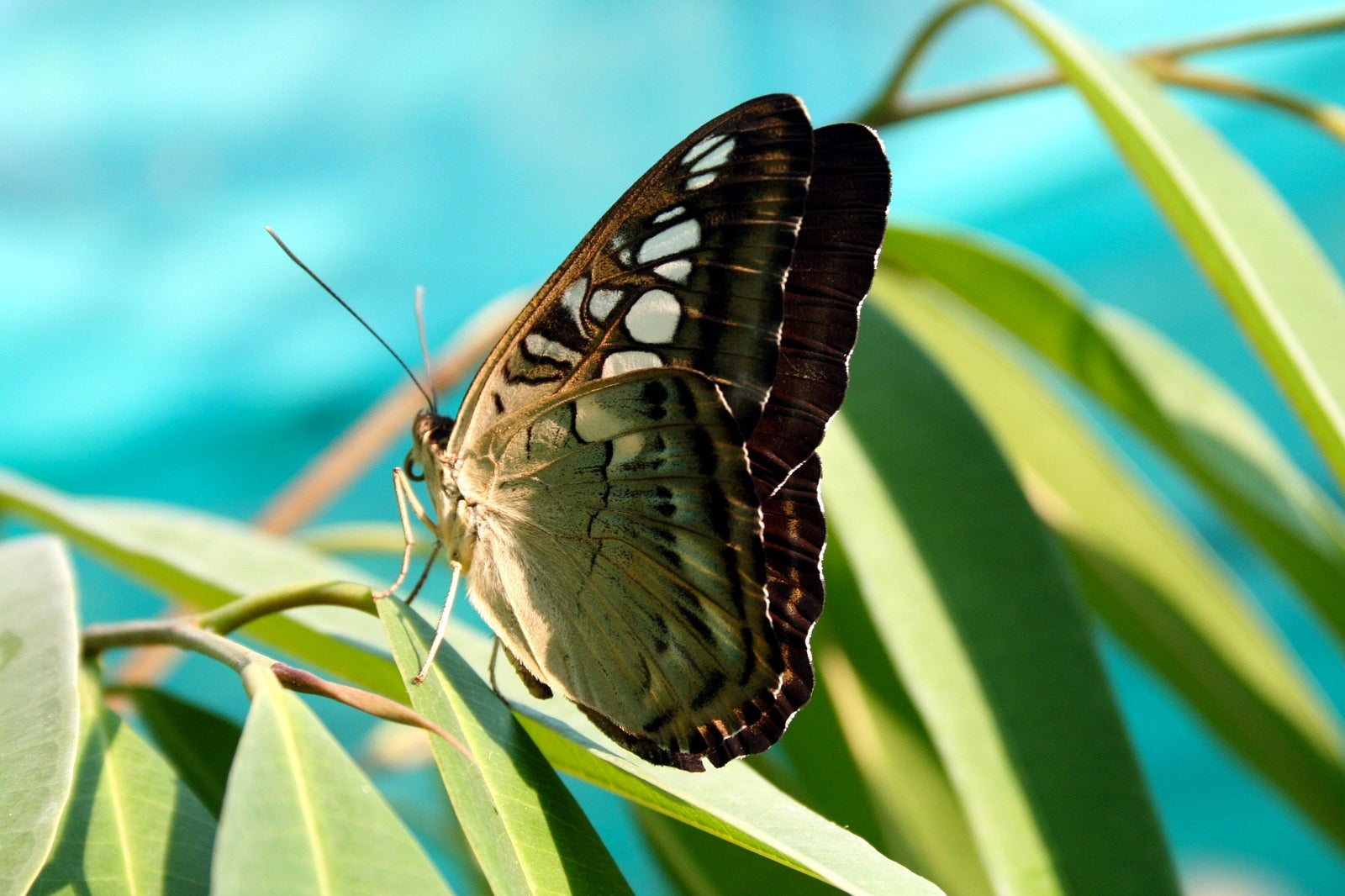 پروانه های زیبا را در مرکز پروانه Banteay Srey ببینید - See beautiful butterflies at Banteay Srey Butterfly Center