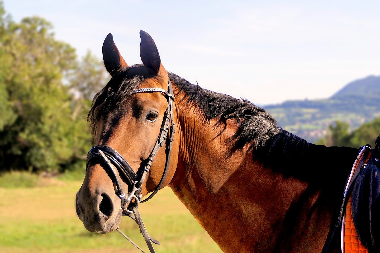 از مزرعه اسب هپی رنچ سواری پیاده روی کنید - Take a trail ride from the Happy Ranch Horse Farm