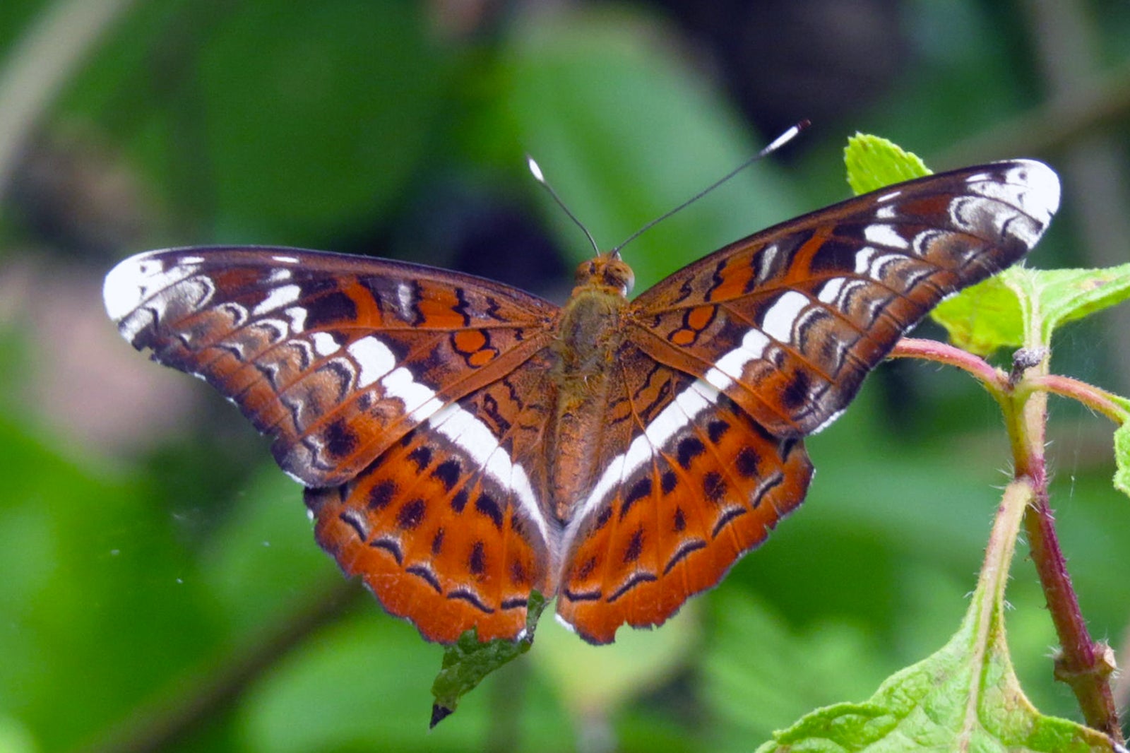 مرکز پروانه Banteay Srey در سیم ریپ - Banteay Srey Butterfly Center in Siem Reap