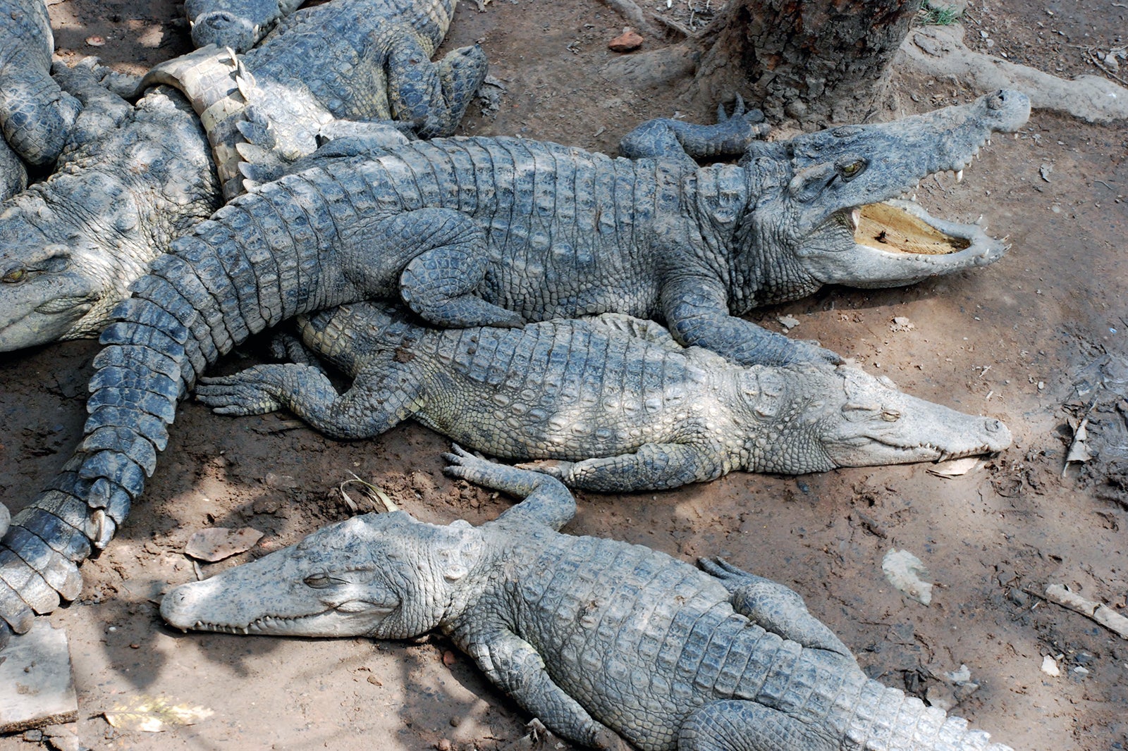 مزرعه تمساح سیم ریپ - Siem Reap Crocodile Farm