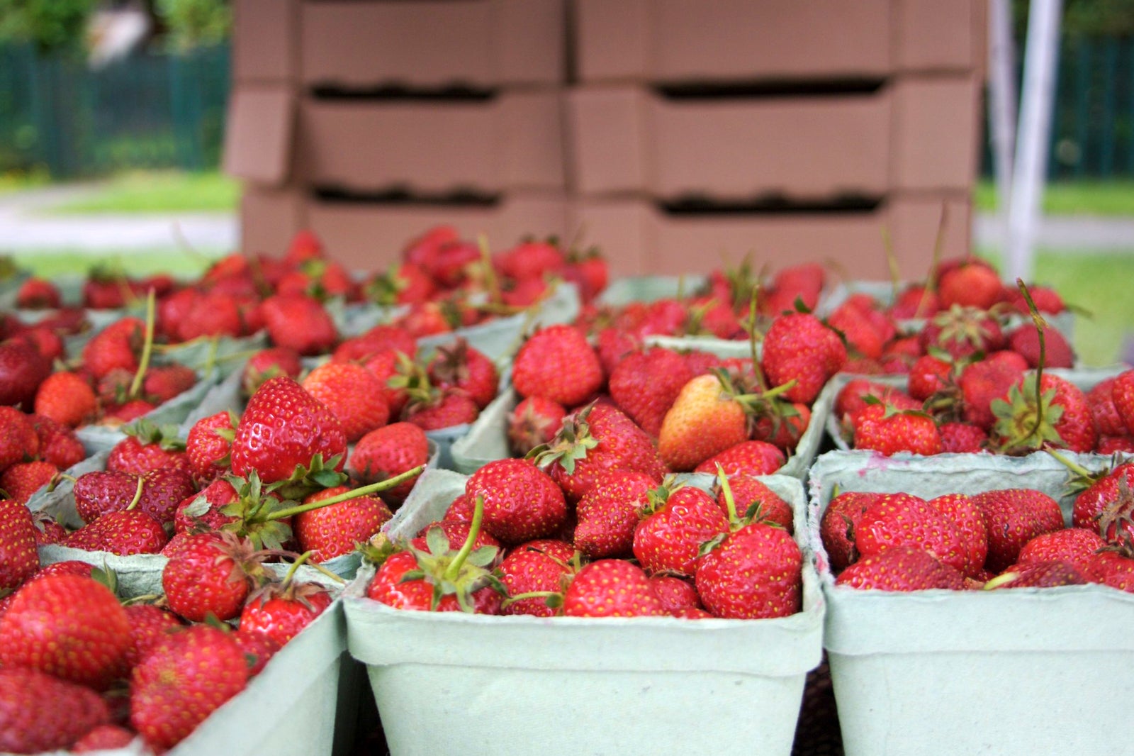 بازار کشاورزان وست اند - West End Farmers Market