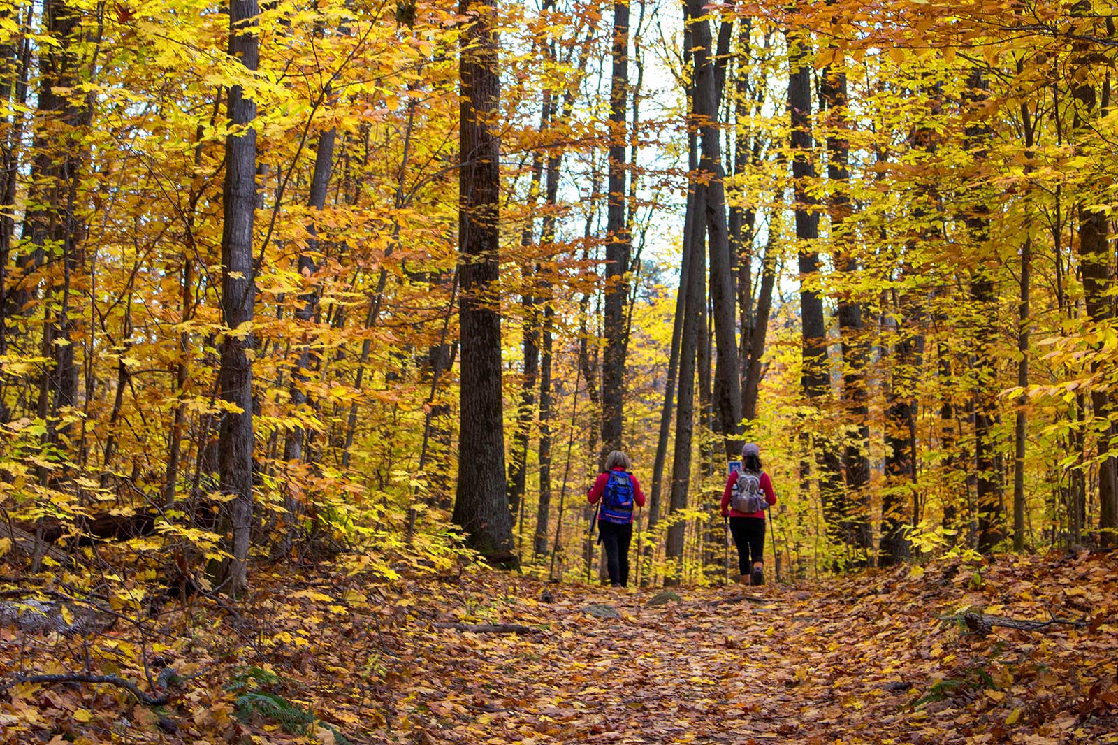 پارک گتینیو - Gatineau Park