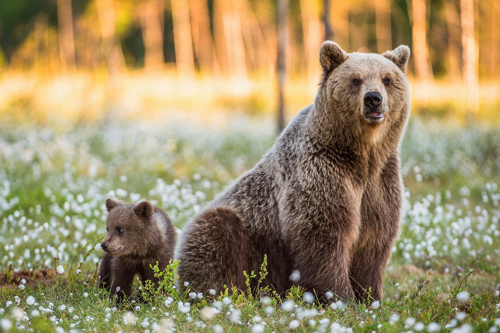 خرس در حال تماشای کوه بلککامب - Bear viewing up Blackcomb Mountain