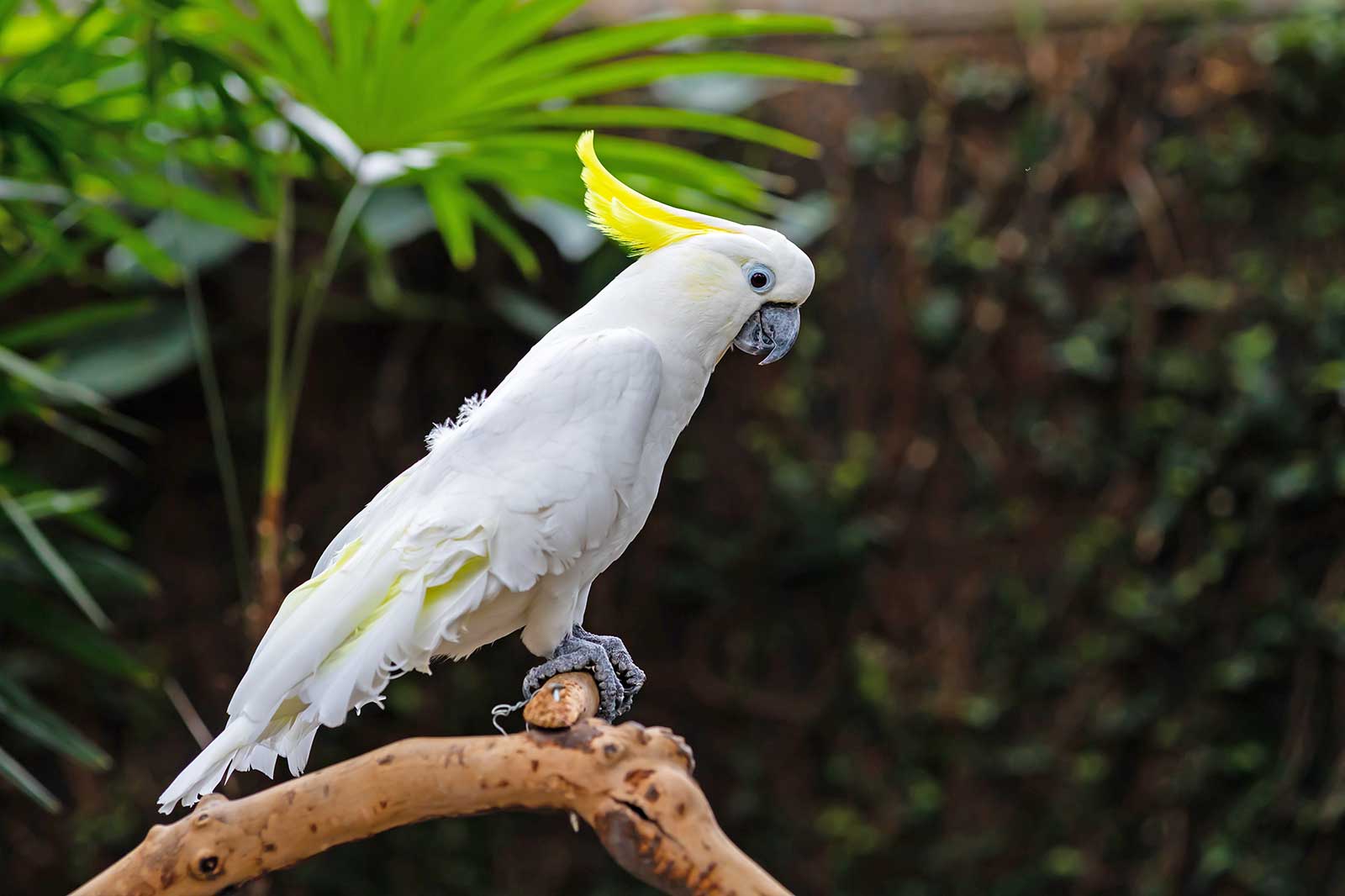 هنرستان بلودل - Bloedel Conservatory