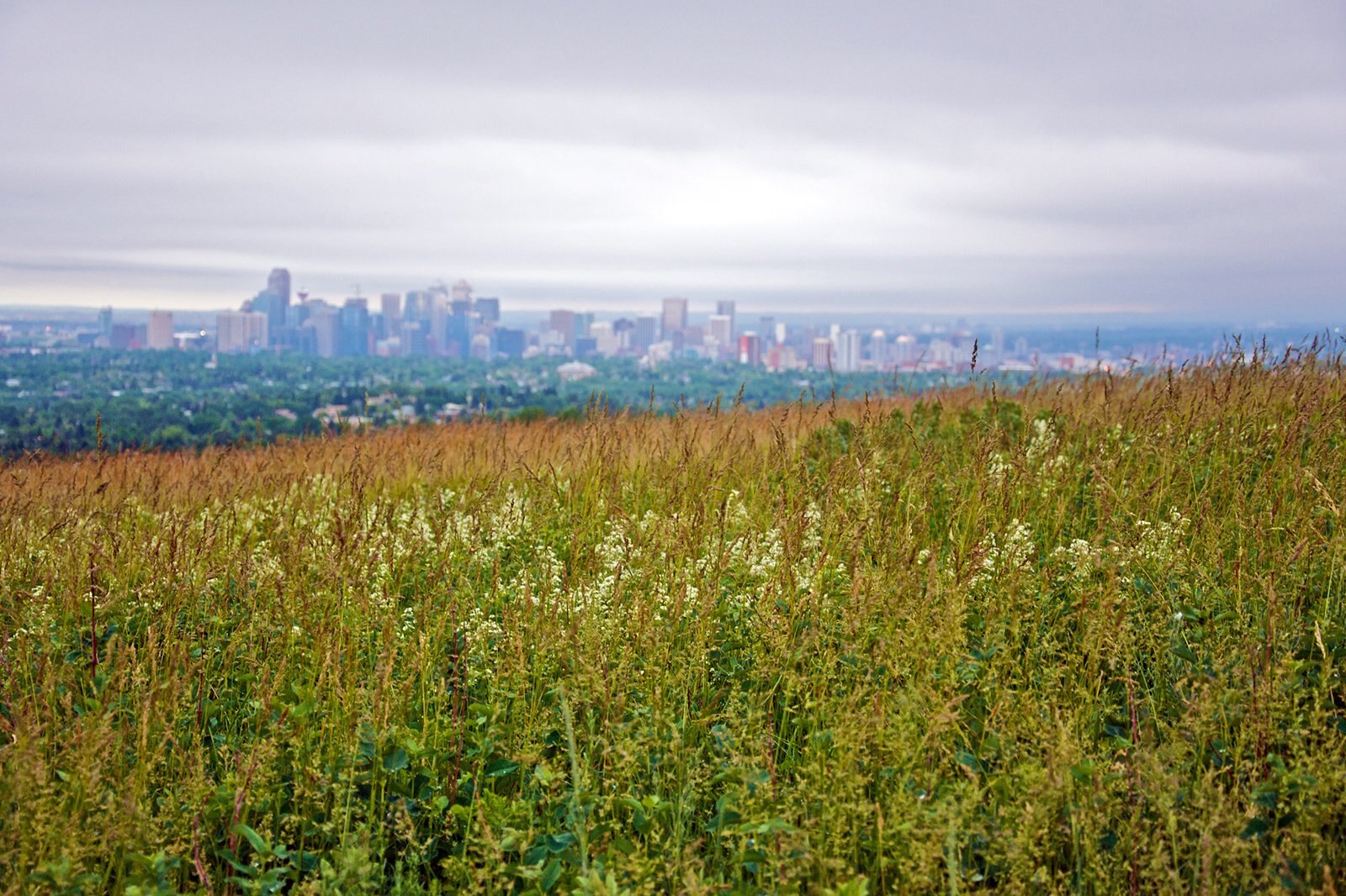 پارک نوس هیل - Nose Hill Park