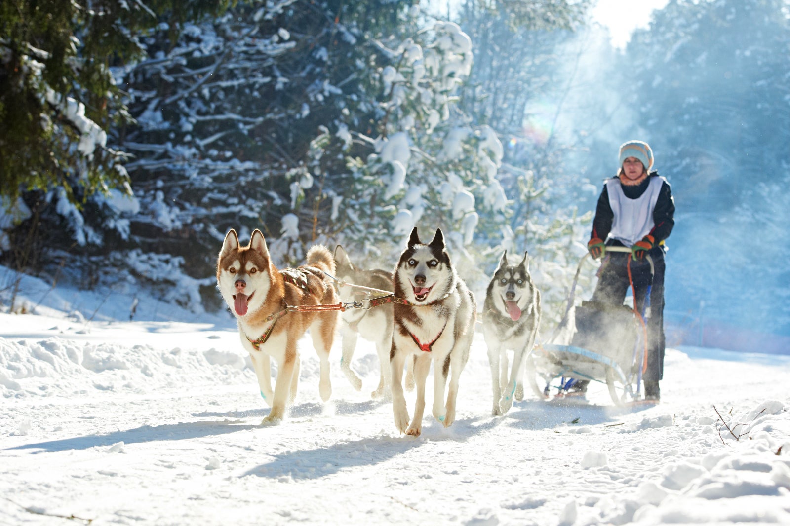 ماجراجویی سورتمه سگ را امتحان کنید - Try a dog sled adventure