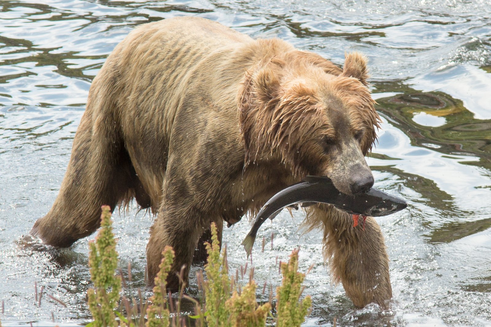 در مرکز تفسیری خرس گریزلی با یک گریزلی آشنا شوید - Meet a grizzly at the Grizzly Bear Interpretive Center