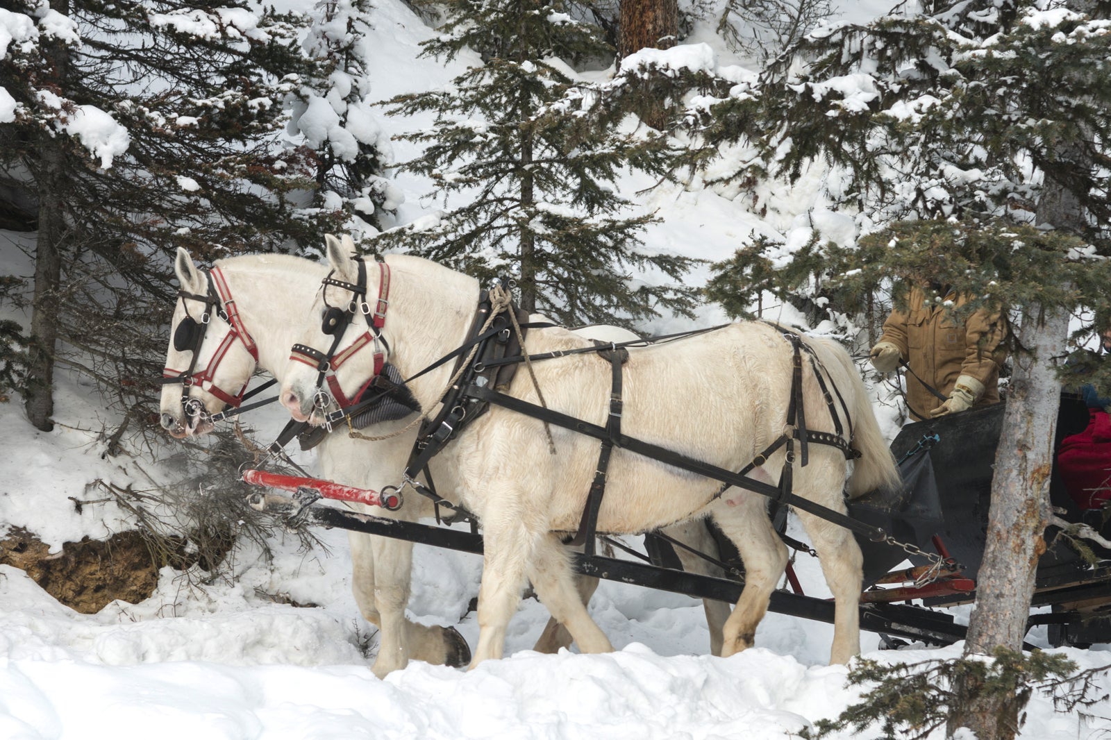 از پارک ملی بنف با سورتمه سواری کنید - Take a sleigh ride through Banff National Park