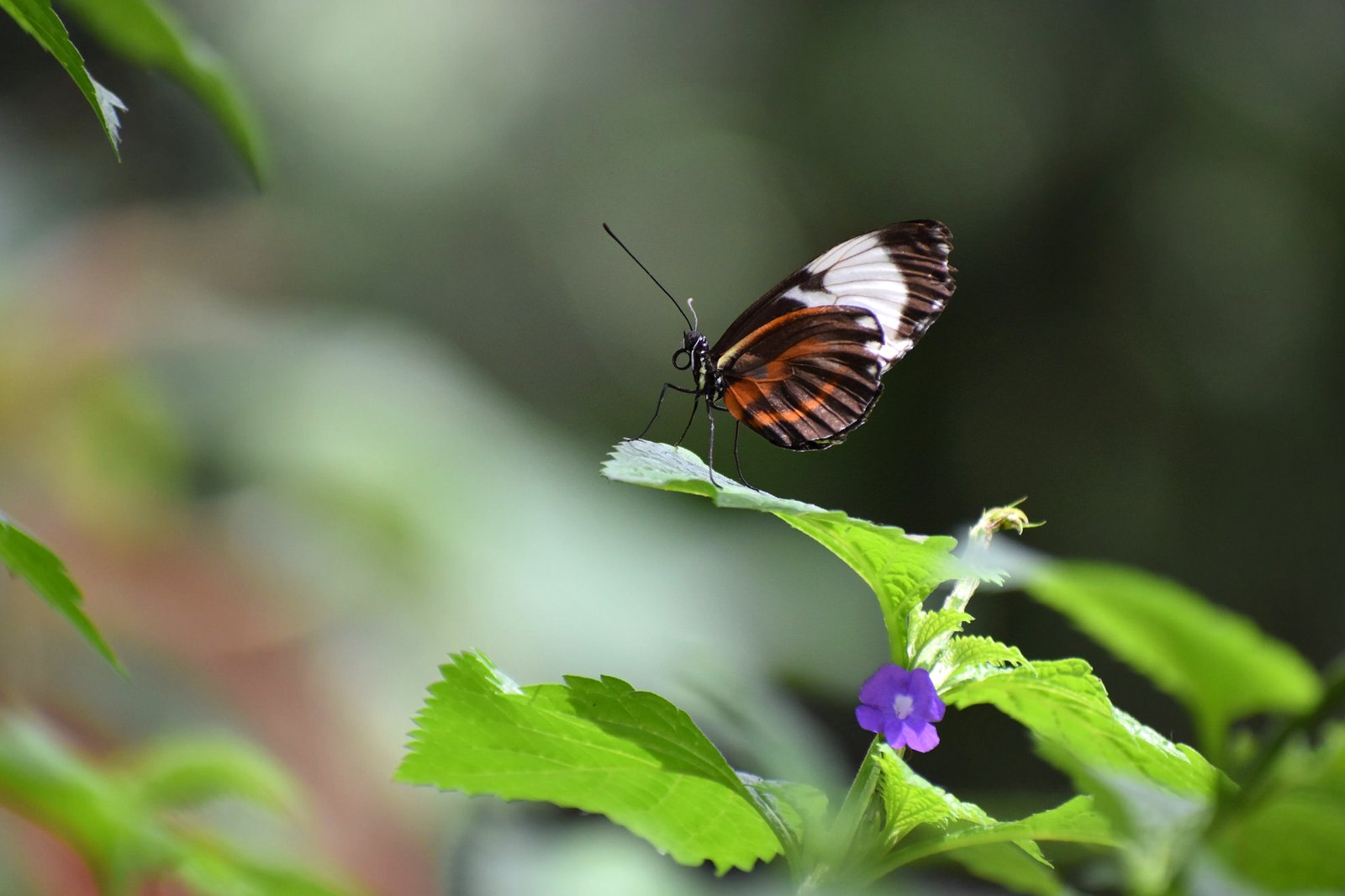 هنرستان پروانه نیاگارا - Niagara Butterfly Conservatory