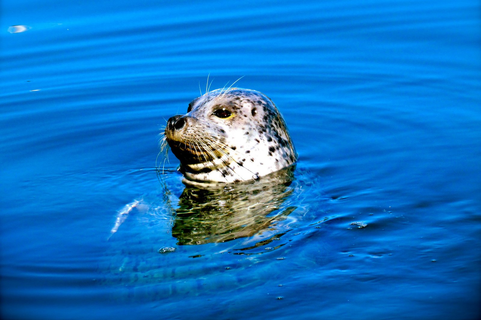 فوک های بندری را در Oak Bay Marina ببینید - See harbor seals at Oak Bay Marina