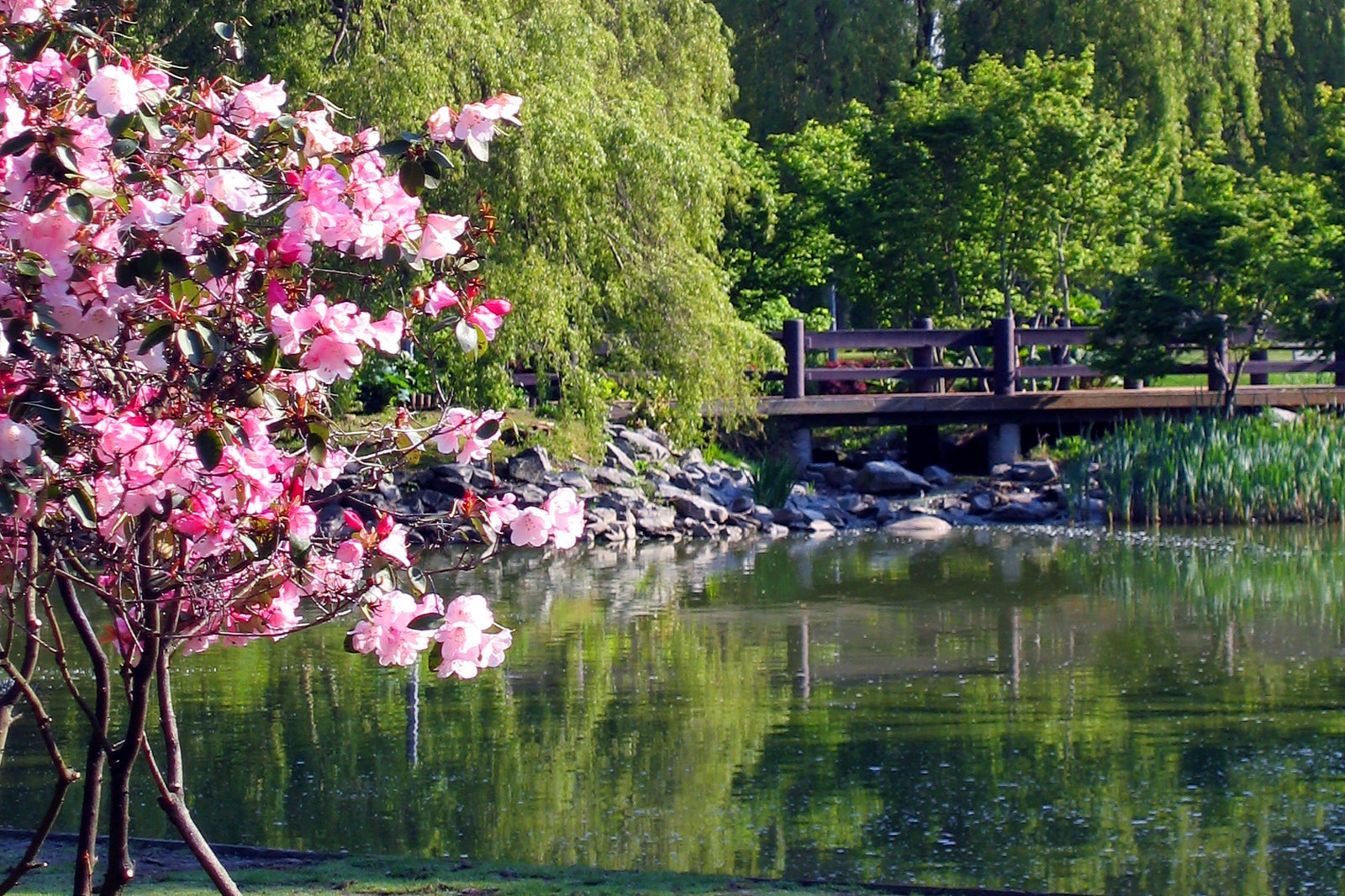 باغ های ژاپنی در پارک مینورو - Japanese gardens at Minoru Park