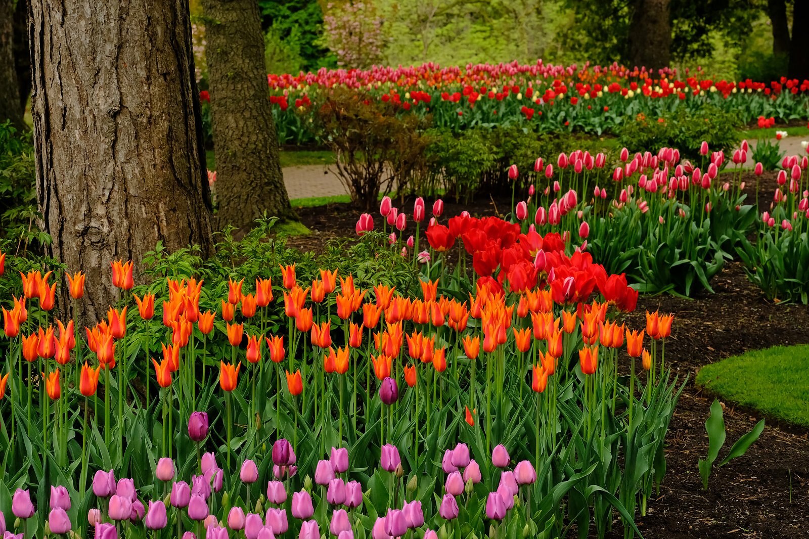 باغ گیاه شناسی تورنتو - Toronto Botanical Gardens