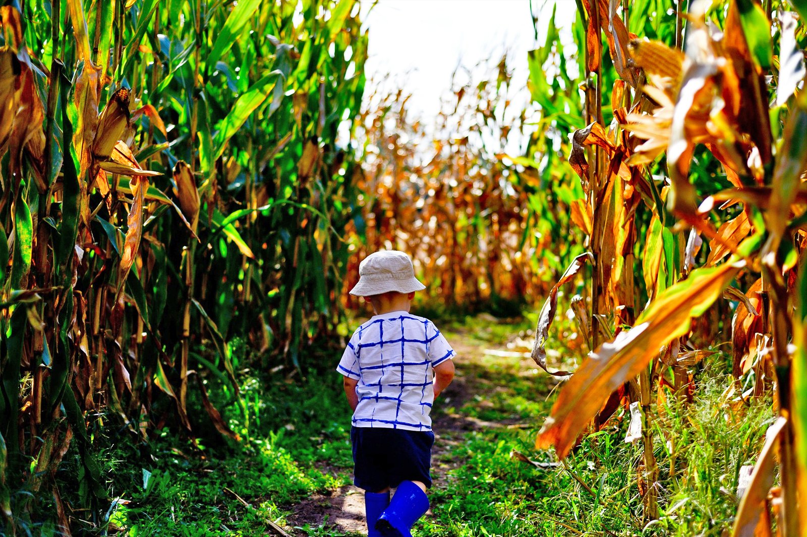 ماز ذرت کلگری و مزرعه سرگرم کننده - Calgary Corn Maze & Fun Farm