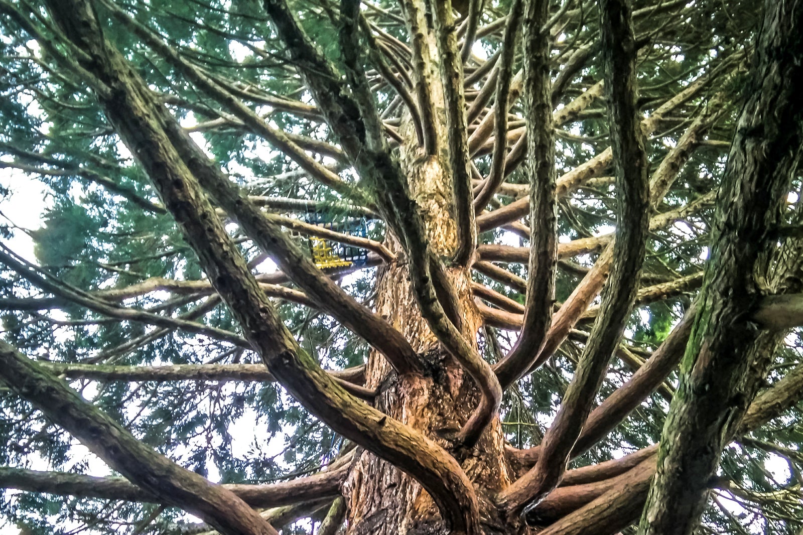 درخت نوردی کامبی - Cambie Climbing Tree