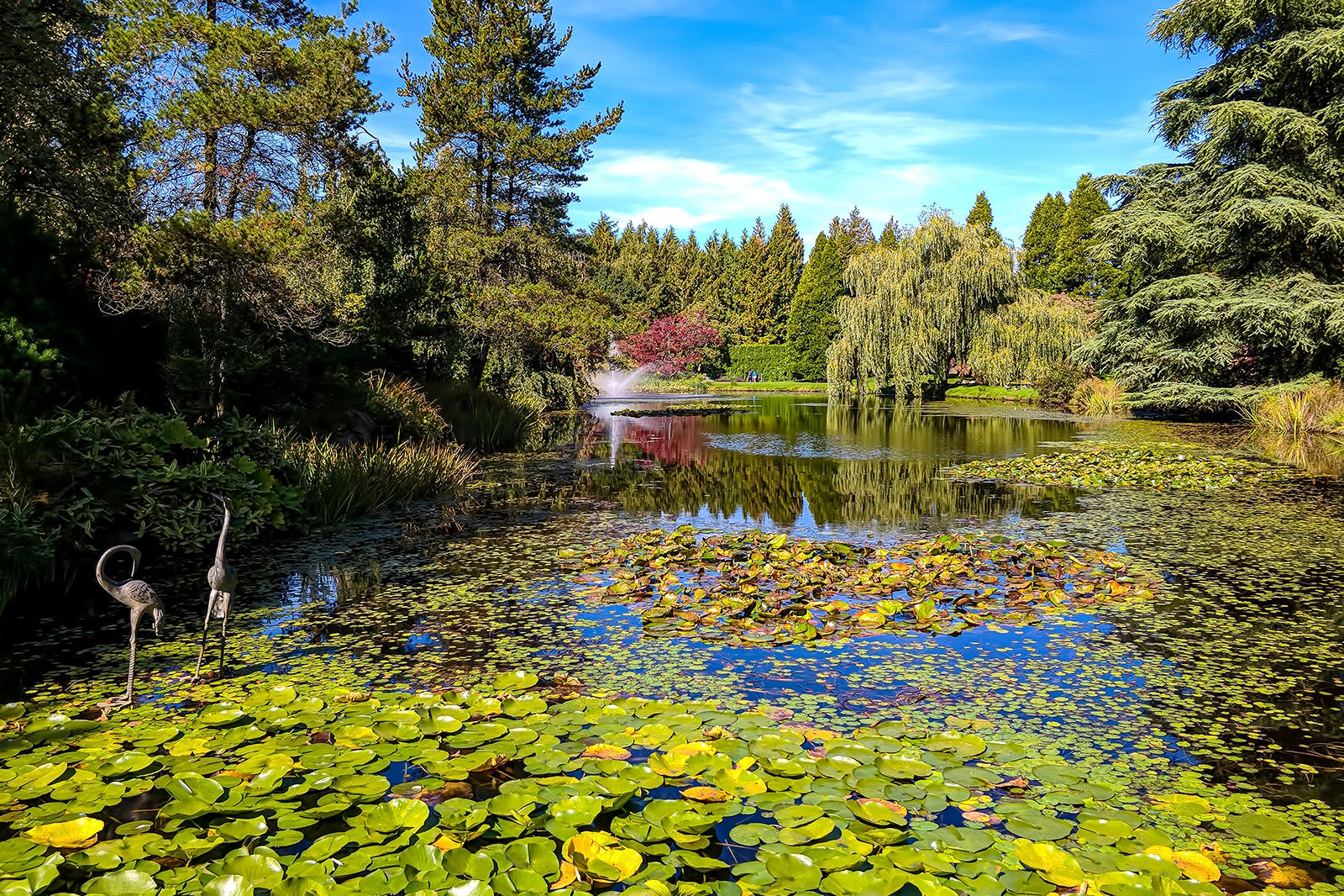 پاییز: قدم زدن در باغ گیاه شناسی VanDusen - AUTUMN: Strolling through VanDusen Botanical Garden