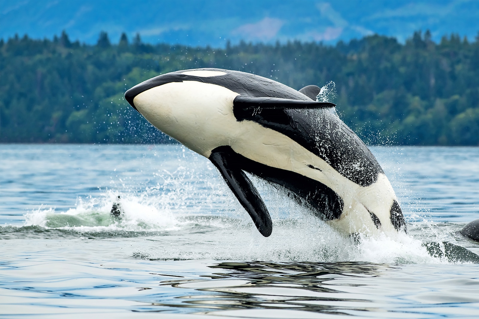 بهار: نهنگ در حال تماشای اطراف جزایر خلیج - SPRING: Whale watching around the Gulf Islands