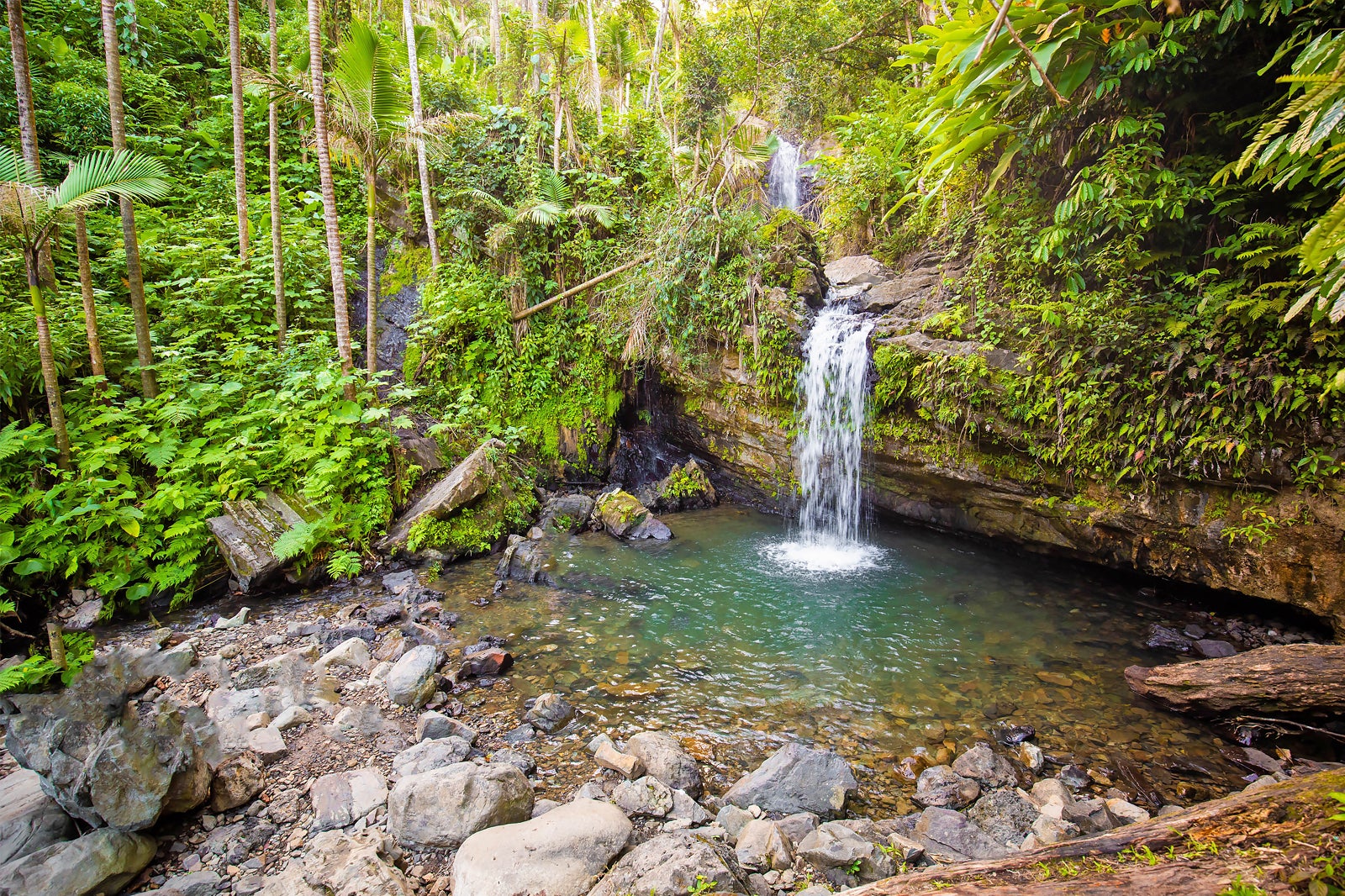 جنگل ملی ال یونکه - El Yunque National Forest