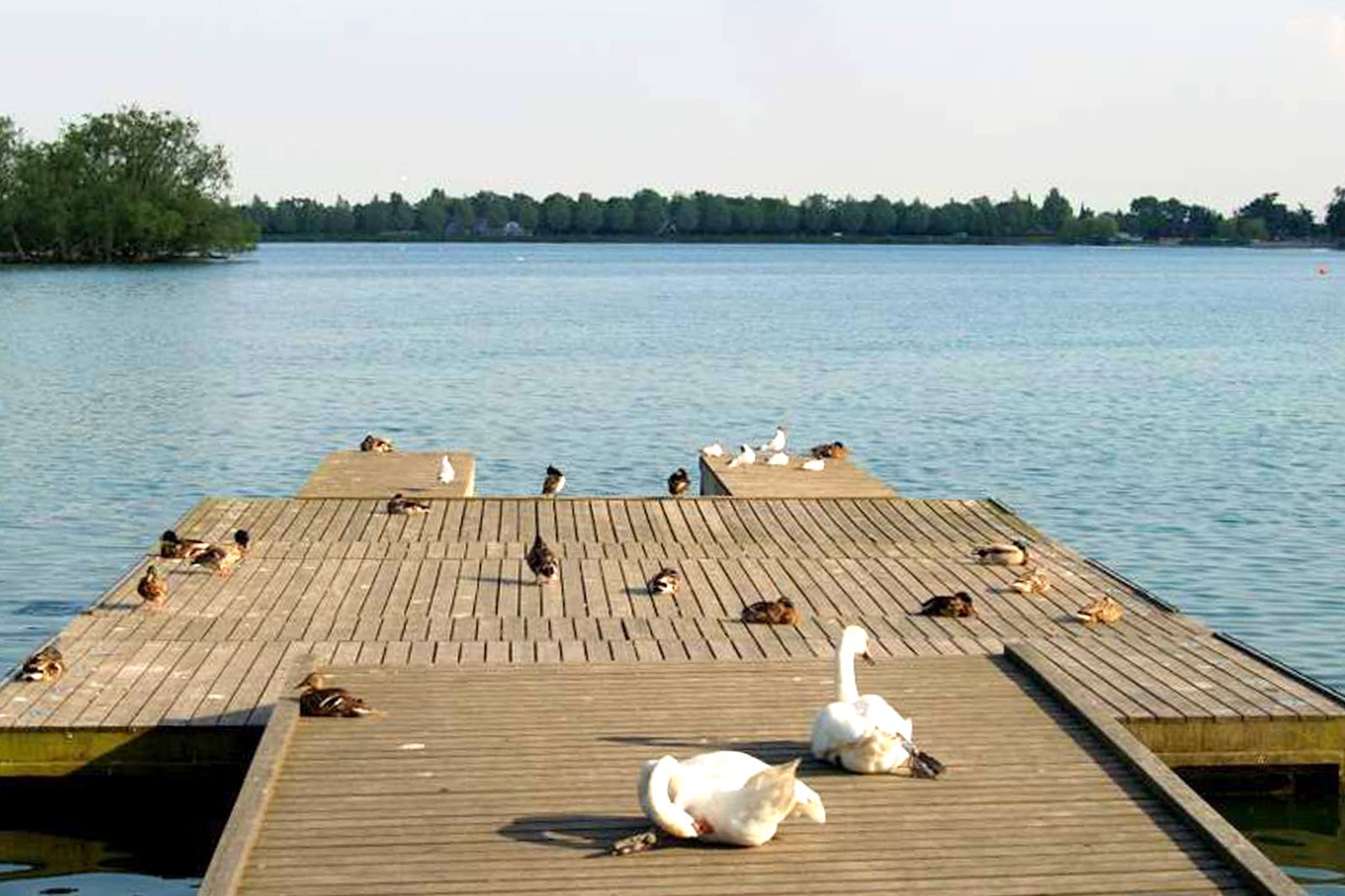 دریاچه دمهوس (Damhussøen) - Damhus Lake (Damhussøen)