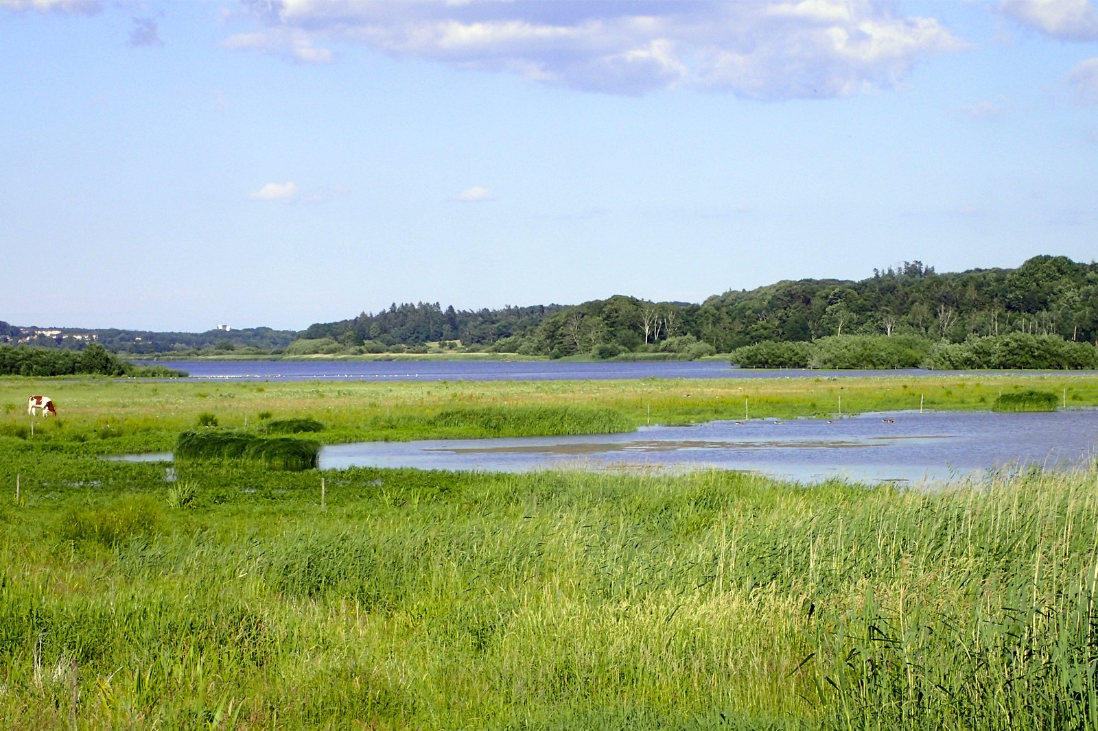 حیات وحش دانمارکی را در Årslev Engsø تجربه کنید - Experience Danish wildlife at Årslev Engsø