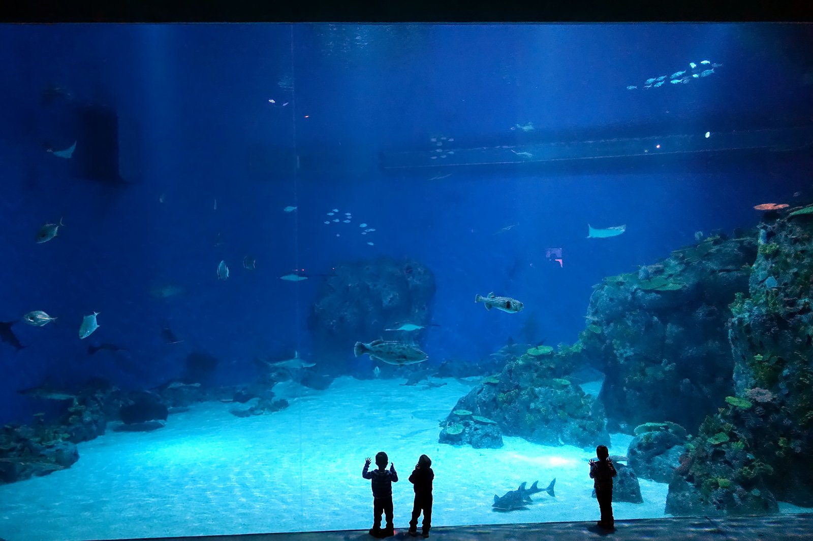 آکواریوم ملی دانمارک - National Aquarium Denmark