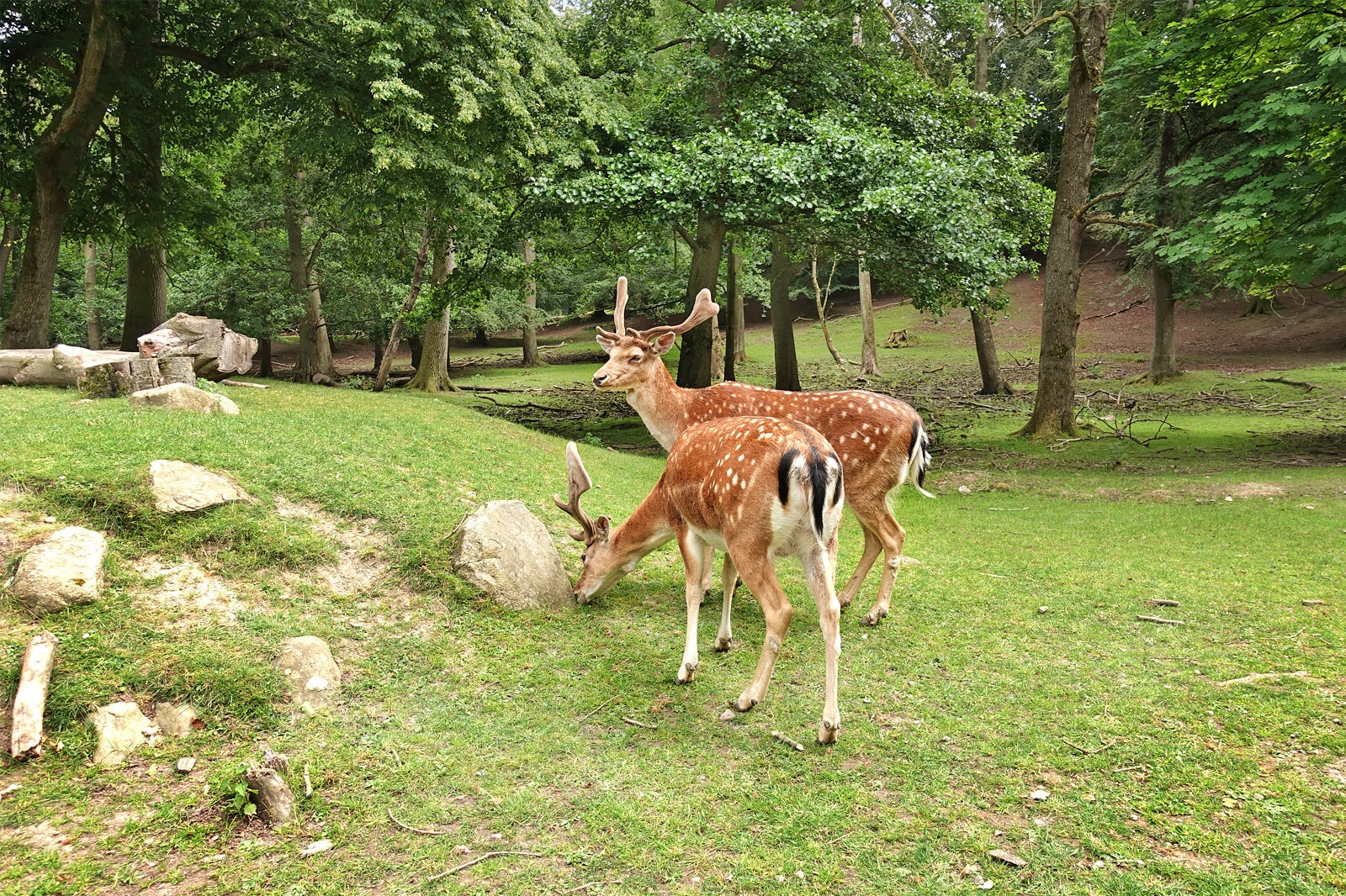 پارک گوزن مارسلیسبورگ - Marselisborg Deer Park (Marselisborg Dyrehave)