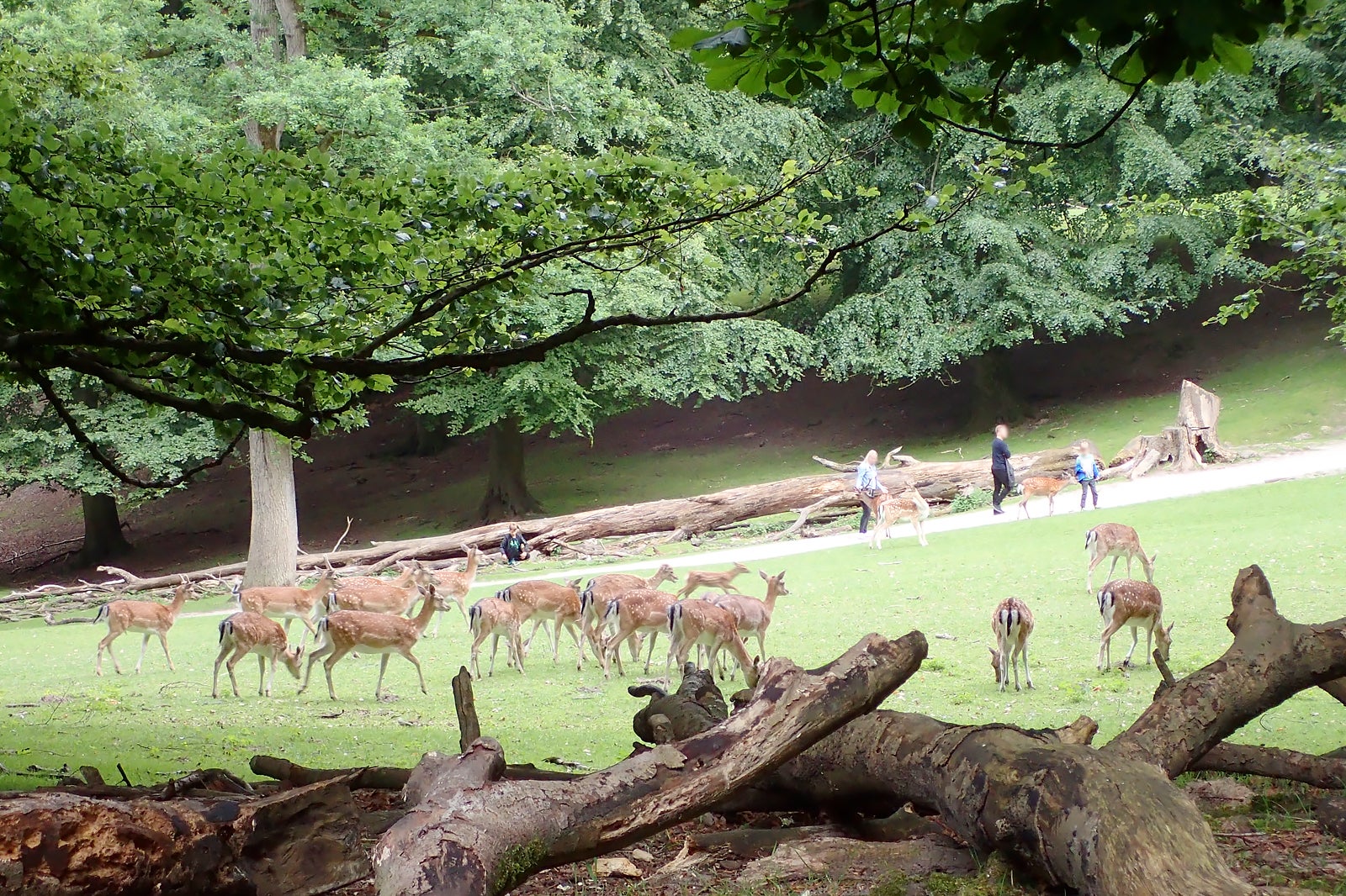 پارک گوزن مارسلیسبورگ - Marselisborg Deer Park (Marselisborg Dyrehave)