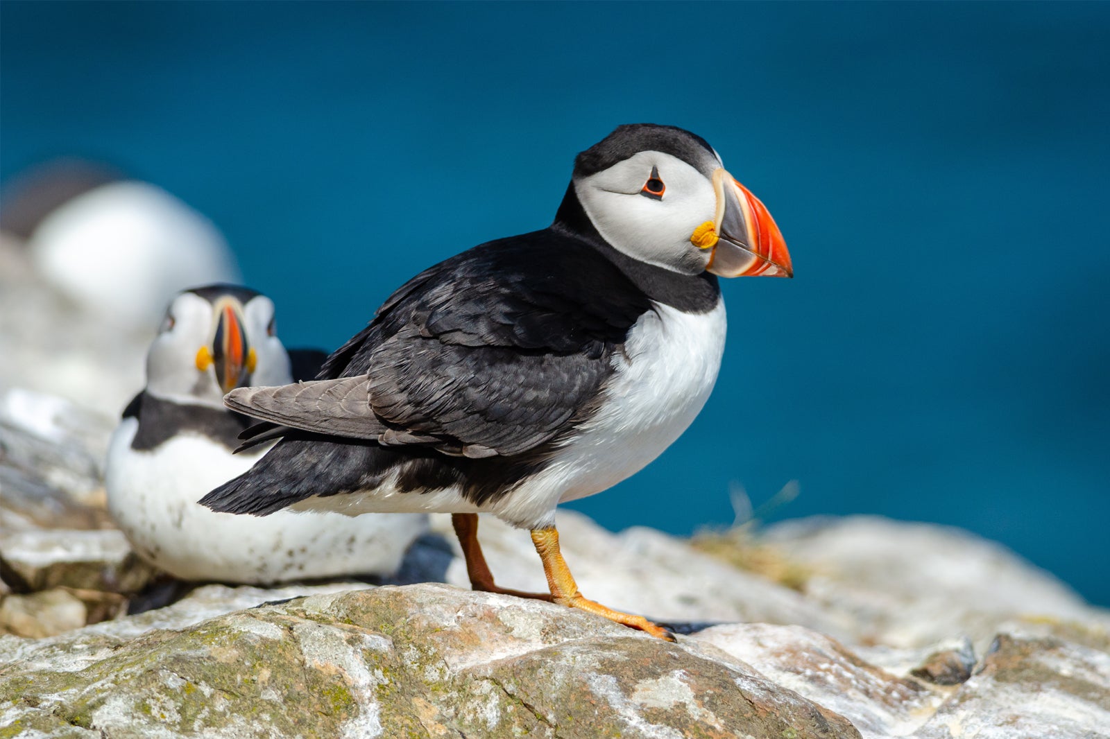 جزیره پافین - Puffin Island