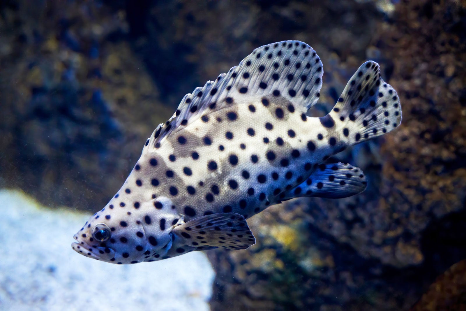 آکواریوم ملی مالت - The Malta National Aquarium