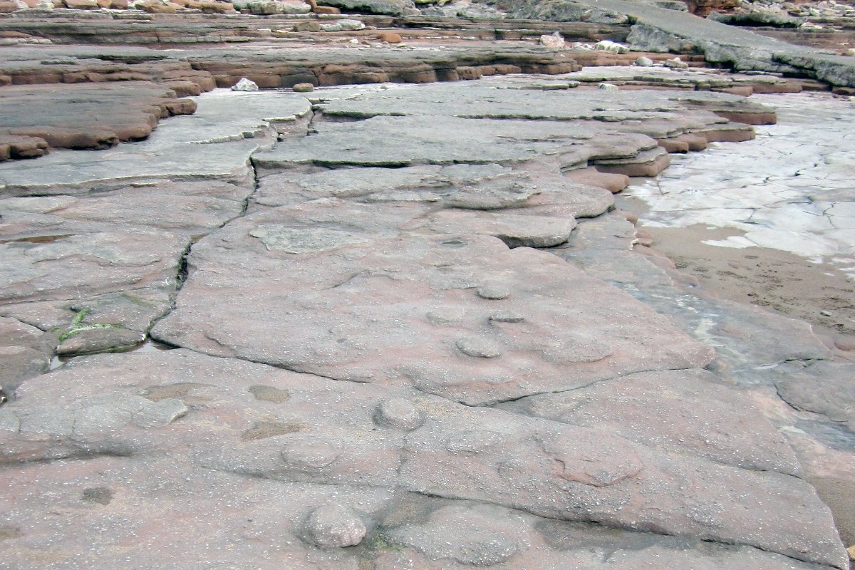 رد پای دایناسور در Bendricks - Dinosaur footprints at the Bendricks