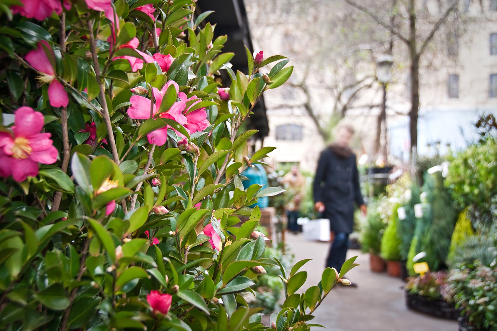 بازار گل - Flower Market